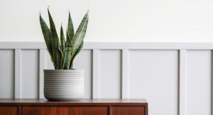 Sansevieria o lengua de suegra: este es el abono casero ideal para tener sus hojas largas y elegantes