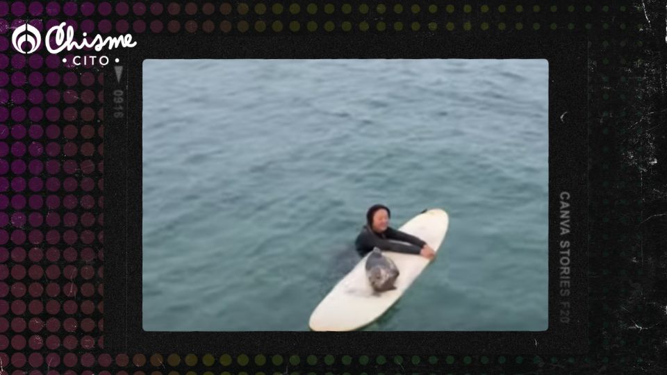 Una foca bebé surfeó en las playas de San Diego