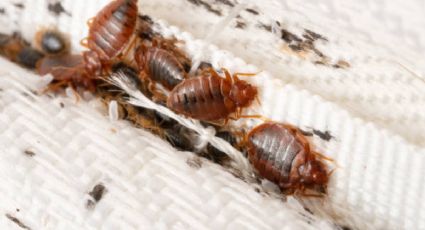 Dile adiós a las chinches de tu colchón gracias a estos trucos naturales