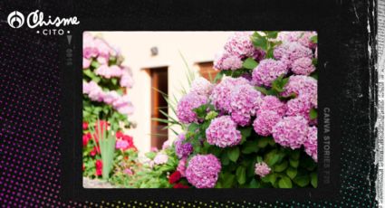 Conoce cuál es el significado espiritual y mágico de las hortensias, según el Feng Shui