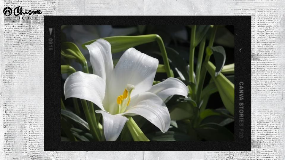 Así luce un lirio de la paz que estalló de flores por recibir un abono de cáscaras de los huevos.