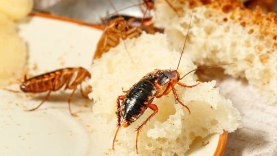 Las cucarachas de tu hogar desaparecerán al instante