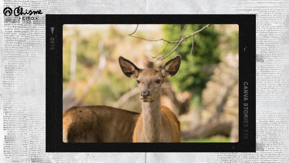 Encontró un alce y lo salvó del ataque de un oso pero su jefe lo despidió