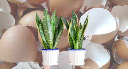 Sansevieria o lengua de suegra: este es el abono casero indicado para tener hojas elegantes