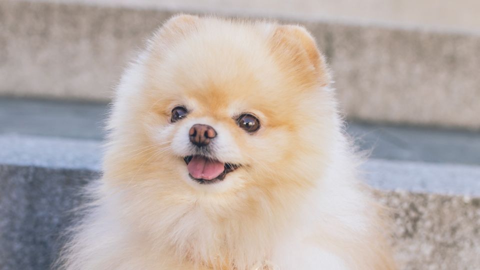 El motivo por el que los perros pequeños viven más que los grandes.