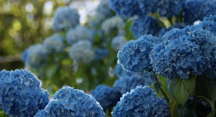 Sálvale la vida a tus hortensias con este fertilizante casero que eliminará sus hongos