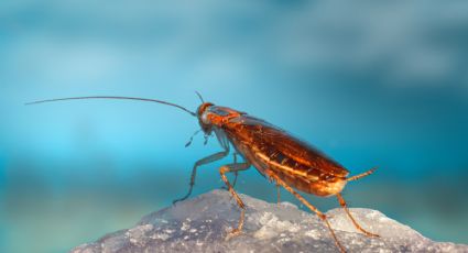 Solo con una bebida, despídete de las cucarachas de tu microondas