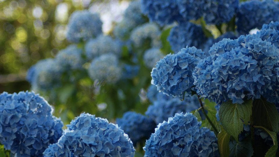 Cuida de tus hortensias con este fertilizante casero