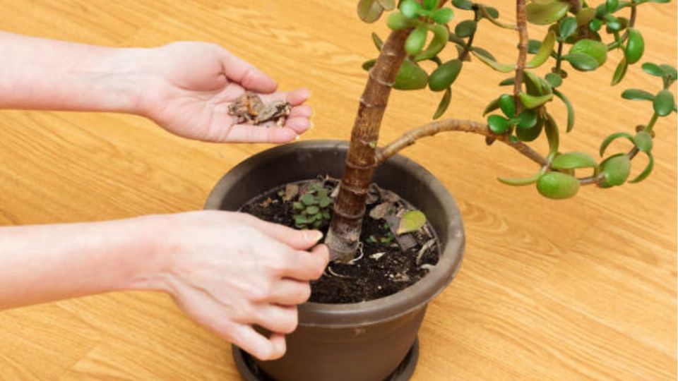 Con un árbol de jade podrás atraer dinero y fortuna a tu vida