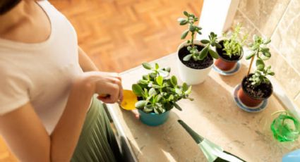 Árbol de Jade: Aquí se debe poner para atraer dinero y buena energía