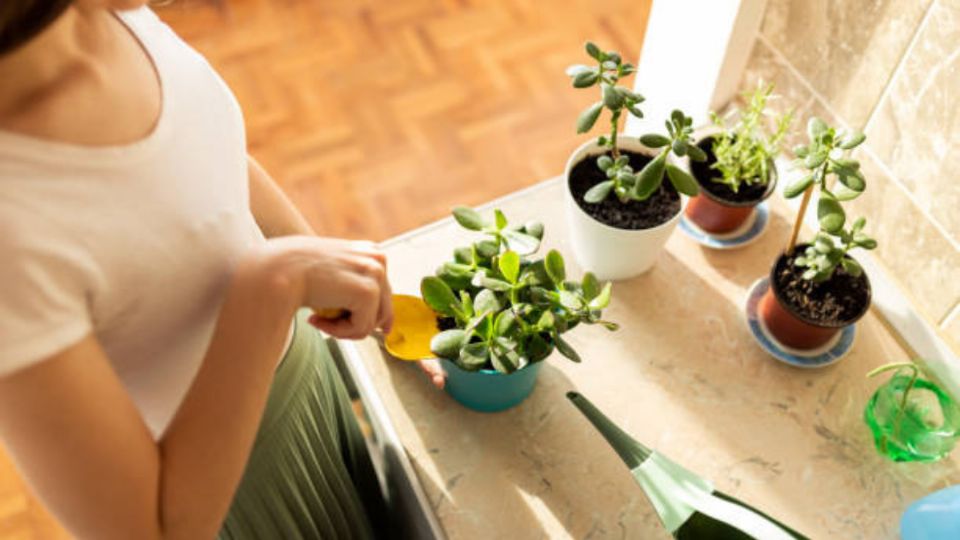 Depende de dónde coloques tu árbol de jade, tendrás más o menos efectos en tus energías.