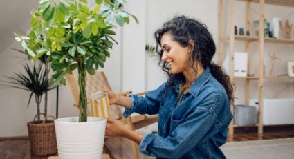 Jardinería: así puedes elaborar un sustrato universal para todas las plantas de casa