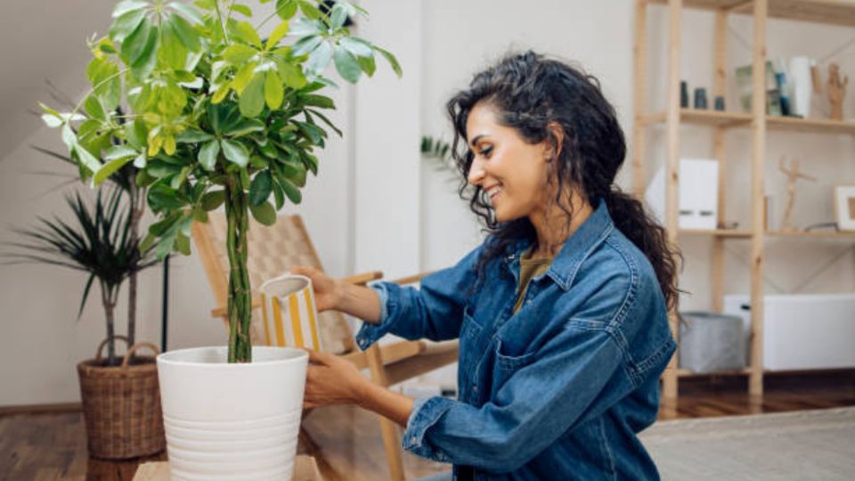 Las plantas necesitan de cuidados.