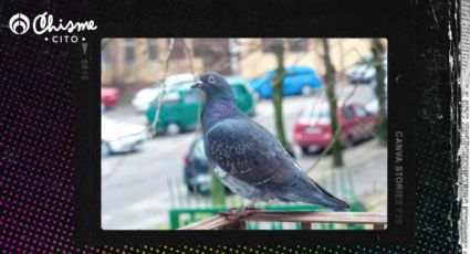 Dile adiós a las palomas de tu terraza o balcón gracias a este truco con papel aluminio