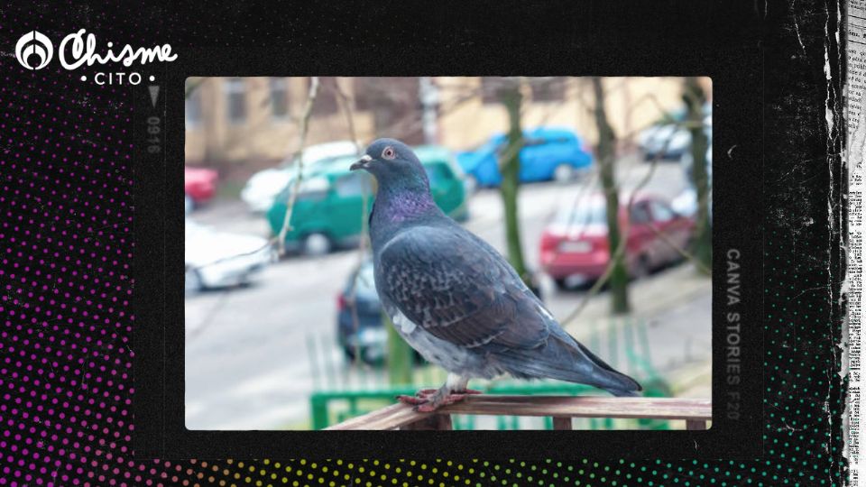 Aleja a las palomas de tu balcón o terraza