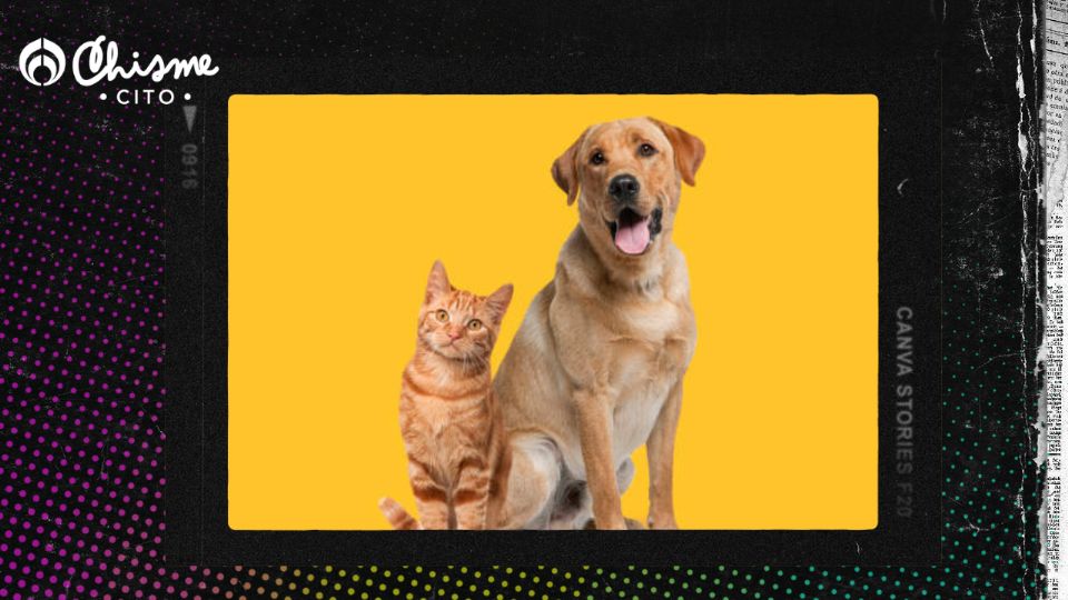 ¿Qué mascota es mejor, el gato o el perro?