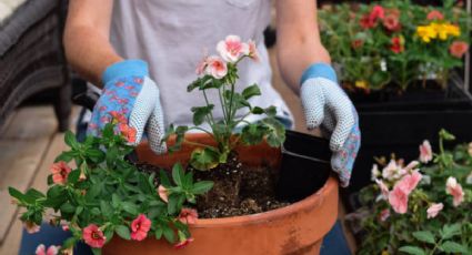 Calendario de siembra: esto es lo que puedes cultivar en tu huerto durante septiembre