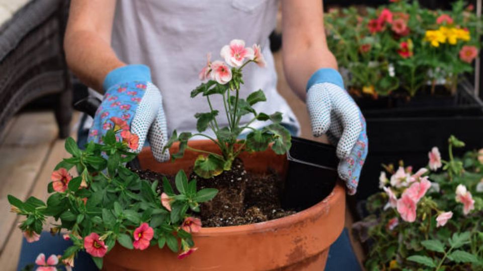 Esto es lo que puedes plantar en Septiembre.