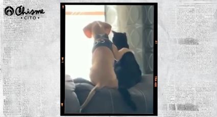 El emocionante video que resalta la amistad entre perros y gatos