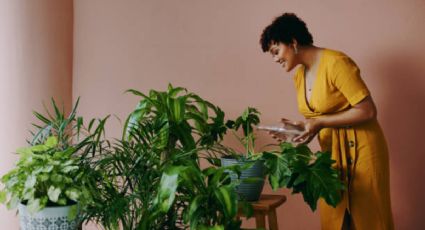 3 plantas ideales para espacios con poca luz