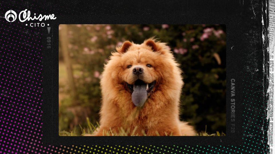 El chow chow parece un osito.