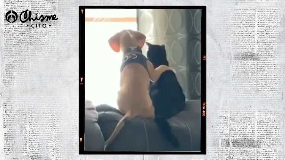 Emocionante video que resalta la amistad entre perros y gatos