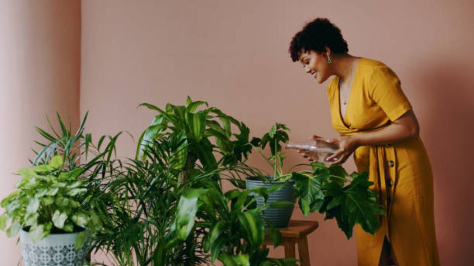 Plantas para espacios con poca luz