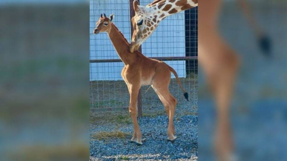 Conoce a la jirafa sin manchas que sorprende al mundo.