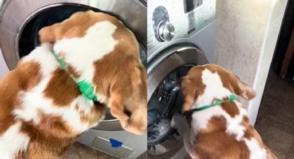 Un perro aprendió a apagar la lavadora para atrapar sus peluches