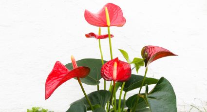 Con estos secretos de jardinería, tu Anturio estallará de flores