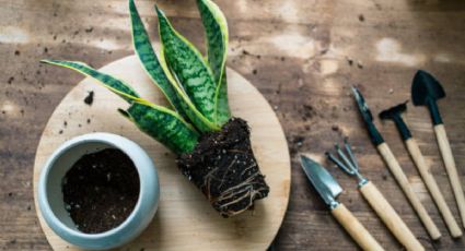 Solo con agua y zanahoria, prepara un abono casero repleto de nutrientes para tu Sansevieria