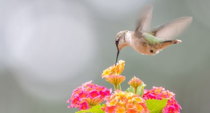 El truco con flores para atraer cualquier tipo de colibrí a tu jardín