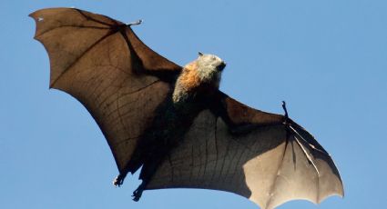 Esta es la relación directa entre el virus Nipah y los murciélagos