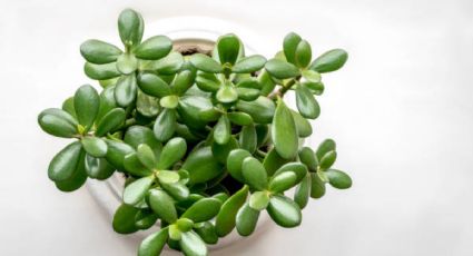 El poderoso superalimento que le dará vida a tu árbol de jade