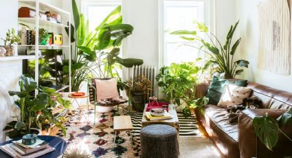 Esta es la forma perfecta para decorar tu habitación con plantas de sombra