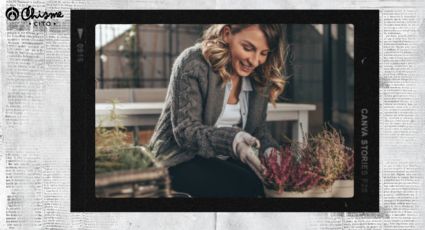 Plantas de temporada: estas son las flores de otoño para alegrar tu jardín