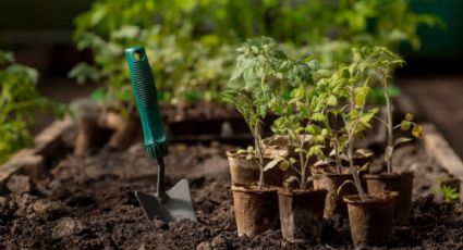 Calendario de siembra: esto es lo que debes cultivar en tu huerto durante el otoño