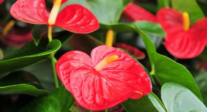 2 trucos que jamás fallan para regar el Anturio y ayudarlo a tener flores hermosas