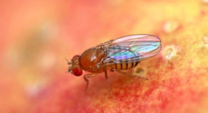 Moscas de invierno: 2 trampas caseras para decir “adiós para siempre” a los insectos