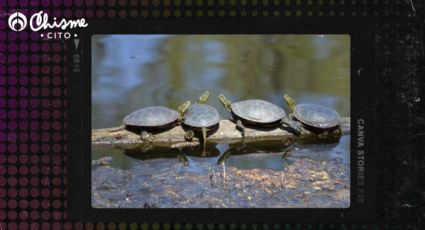 Lo más tierno que verás hoy: estas tortugas juegan y se divierten en un tronco