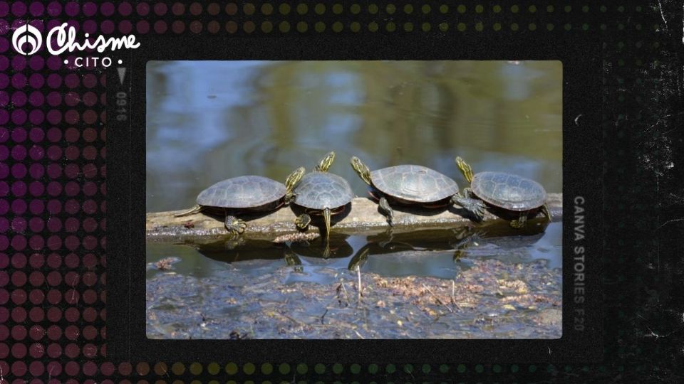 Un grupo de tortugas juega y se divierte en este tierno video viral.