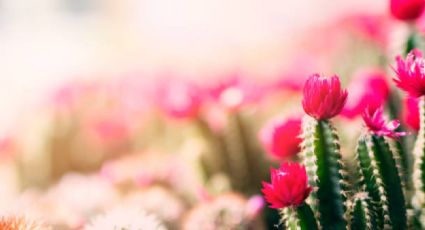 El truco de jardinería para que tus cactus tengan flores en invierno y que pocos conocen