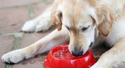 El motivo por el que debes lavar a diario el plato de tu perro