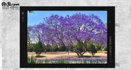 El peligroso significado que tu árbol de jacaranda florezca en invierno