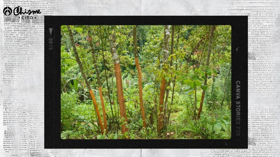 Aprende a cultivar tu propio árbol de canela en tu jardín.