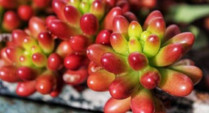 Planta ‘Nariz de payaso’: la divertida suculenta que le dará elegancia a tu jardín