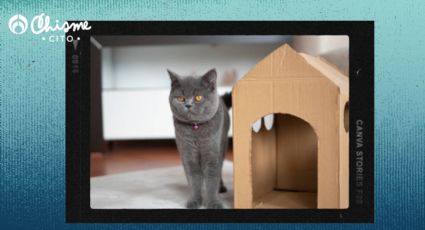 DIY: prepara una casa para tus gatos, solo con material reciclado