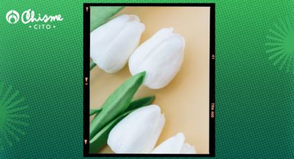 Tulipanes: este es el significado espiritual de las flores de color blanco