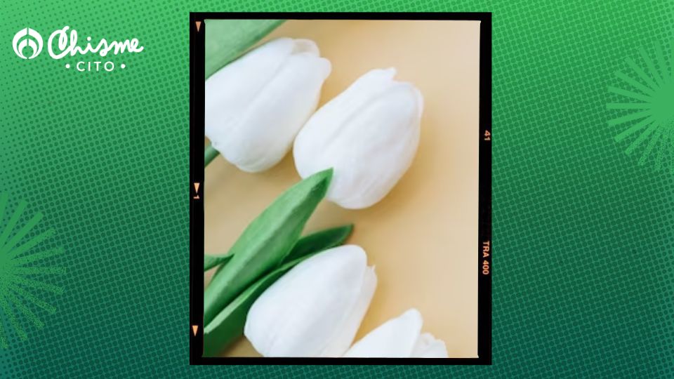 Los tulipanos blancos son sinónimo de pureza y paz.