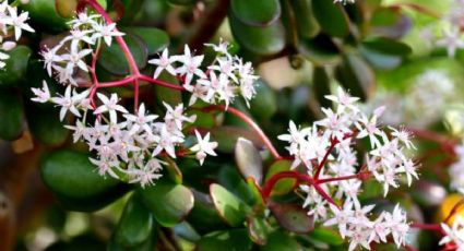 El abono definitivo para que tu árbol de jade brote en invierno y con bajas temperaturas